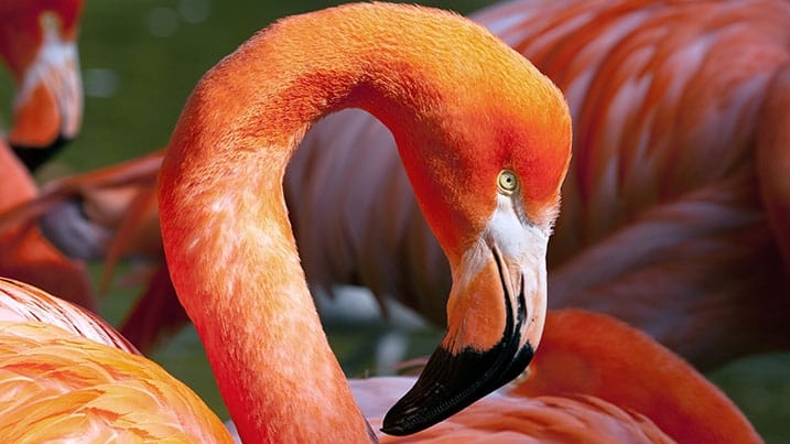 WWT Llanelli Wetland Centre photo 4