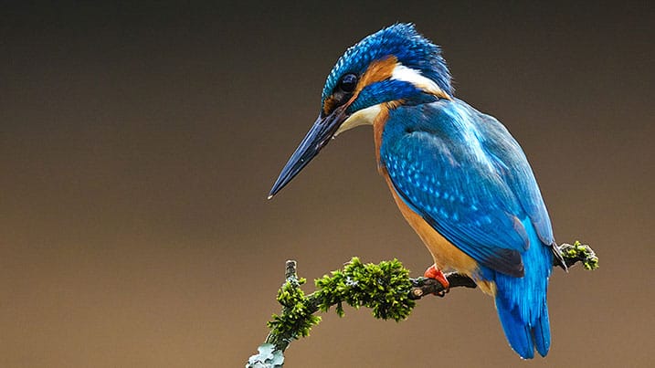 WWT Llanelli Wetland Centre photo 5