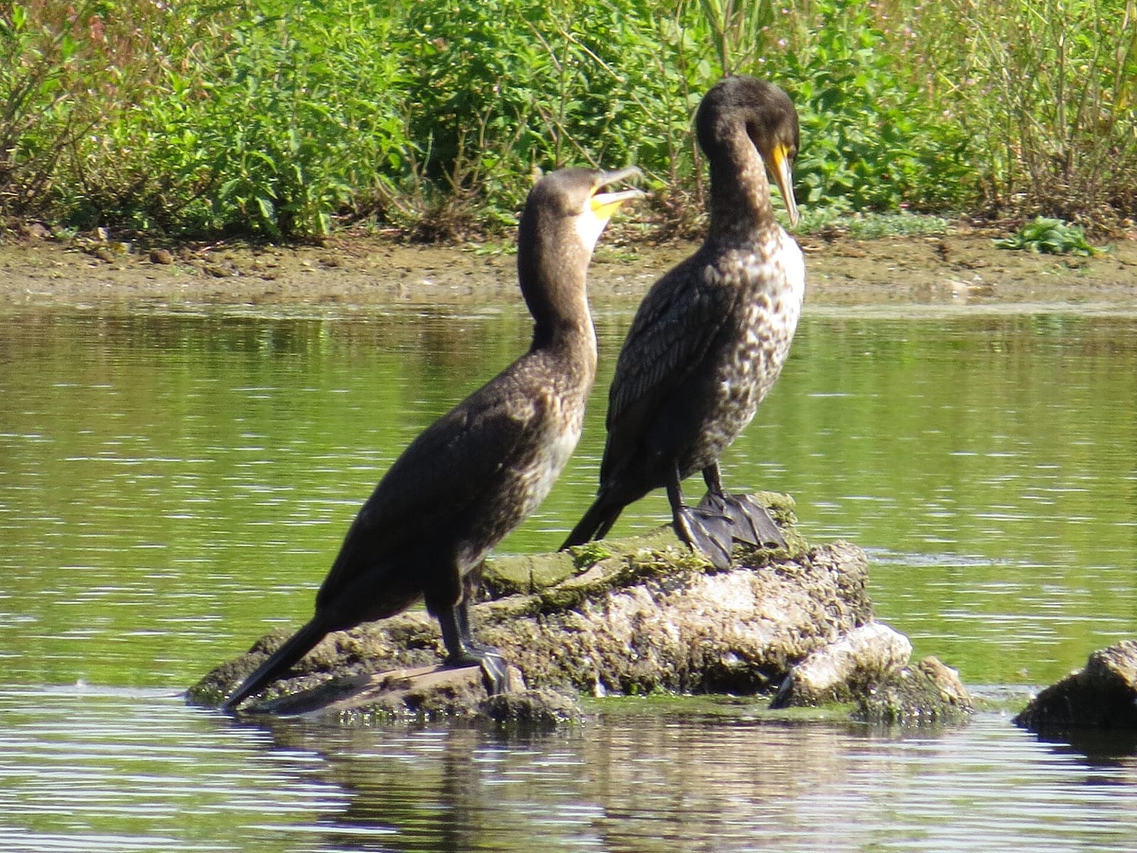 WWT Llanelli Wetland Centre photo 12