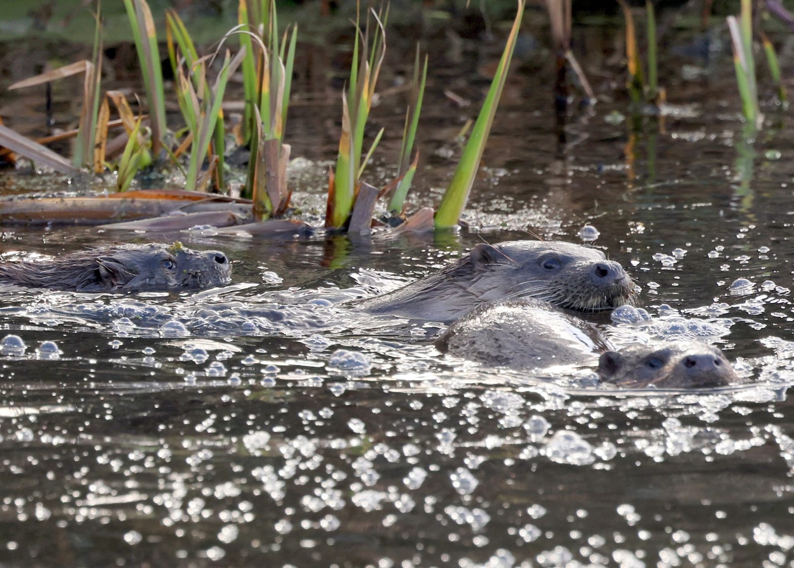 WWT Llanelli Wetland Centre photo 9