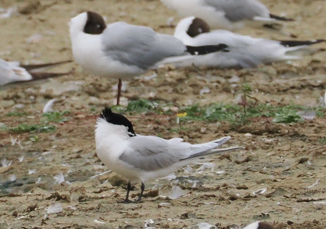 WWT Llanelli Wetland Centre photo 7