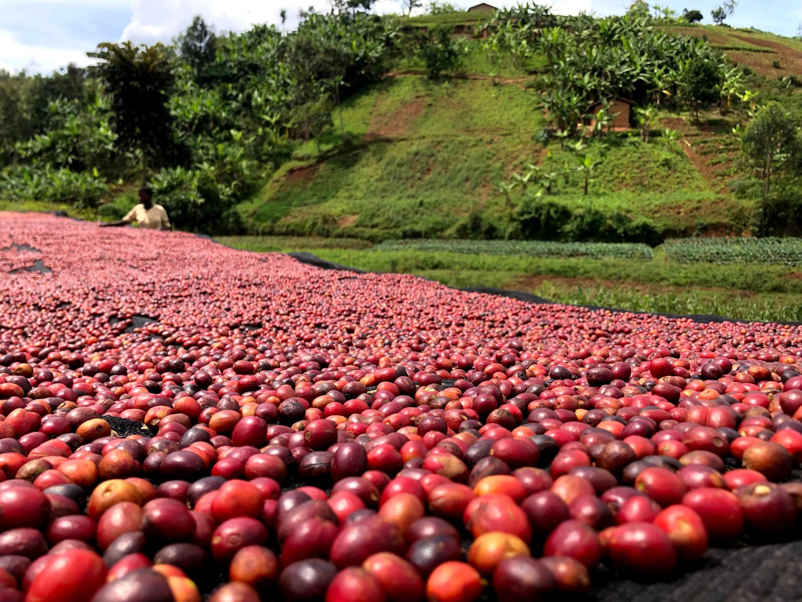 Skinny Dip Coffee Roasters photo 6
