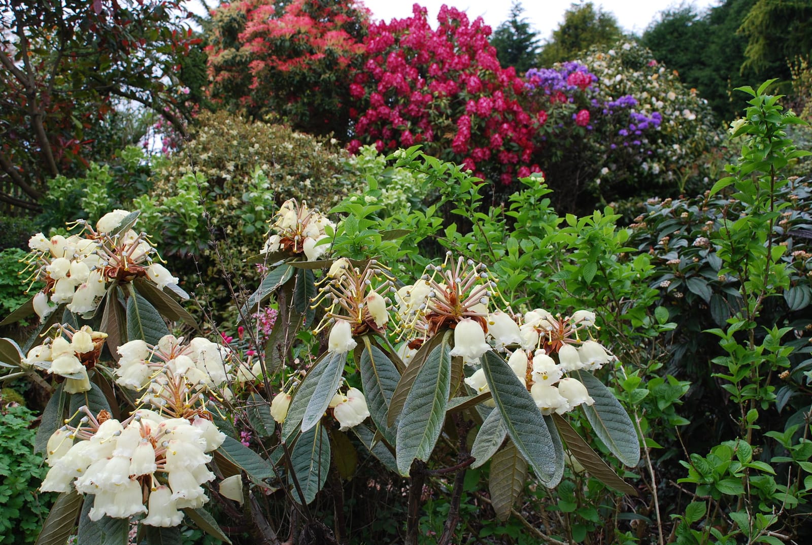 Plant World Gardens, Nursery & Cafe photo 3