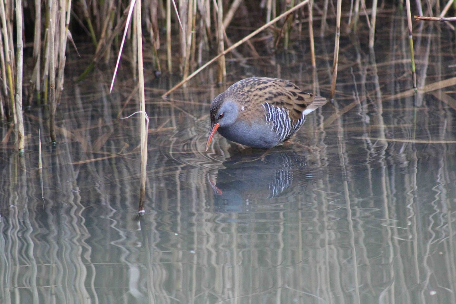 Glasshouse Tea Room photo 7