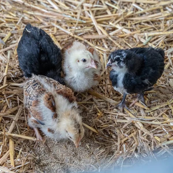 The Green Barn Farm