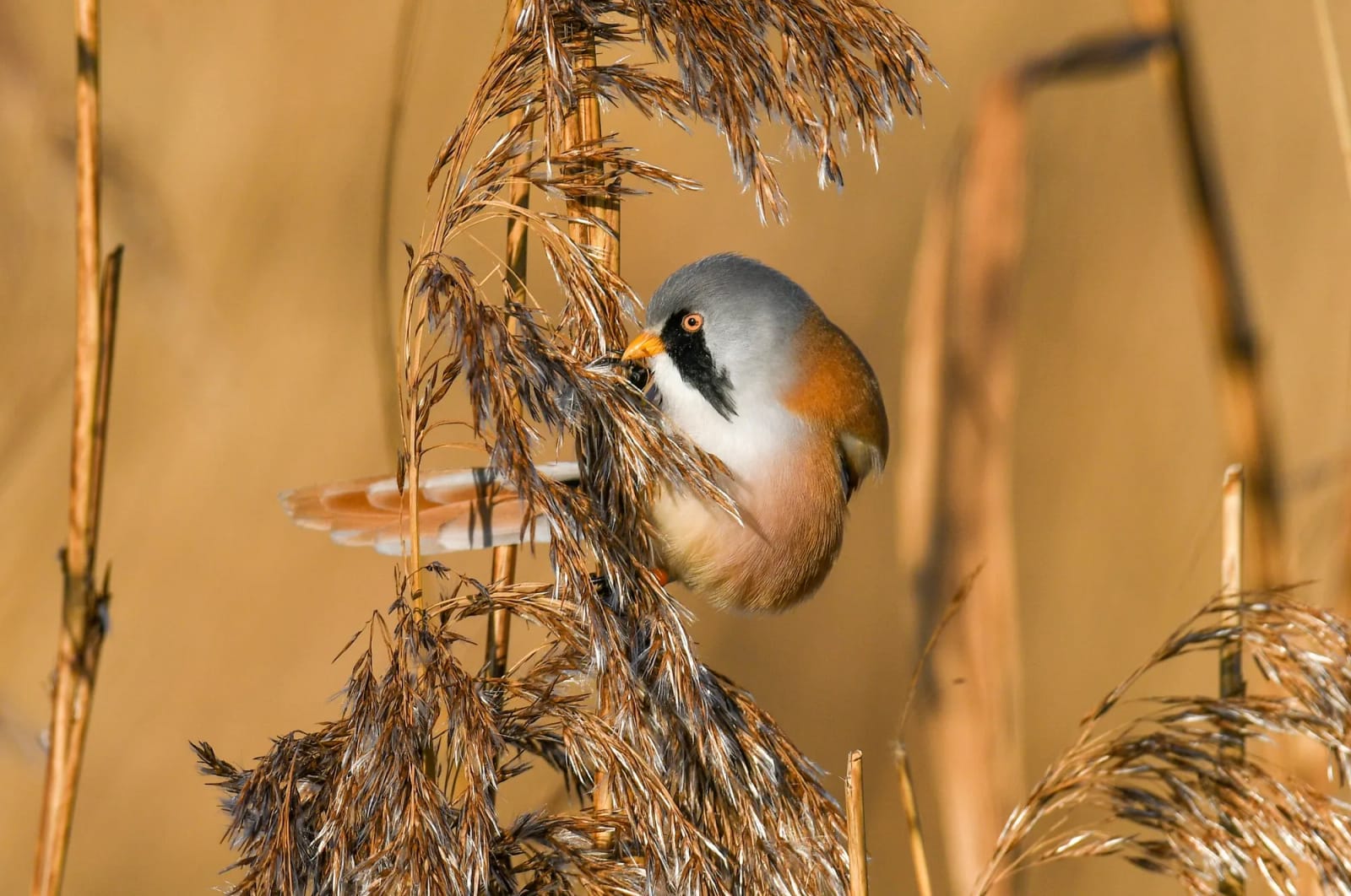 RSPB Radipole Lake photo 2