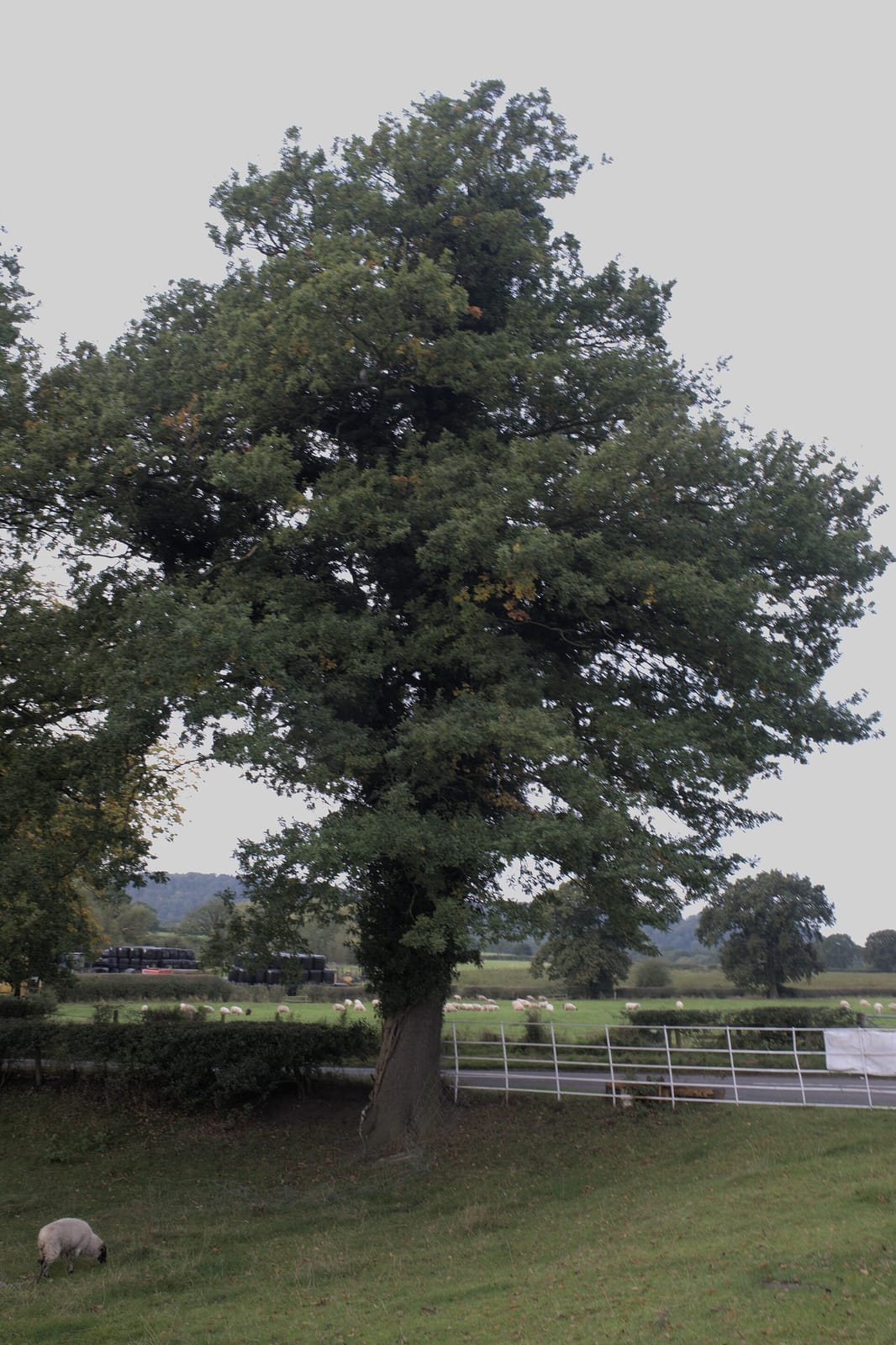 Brook House Farm Shop photo 3