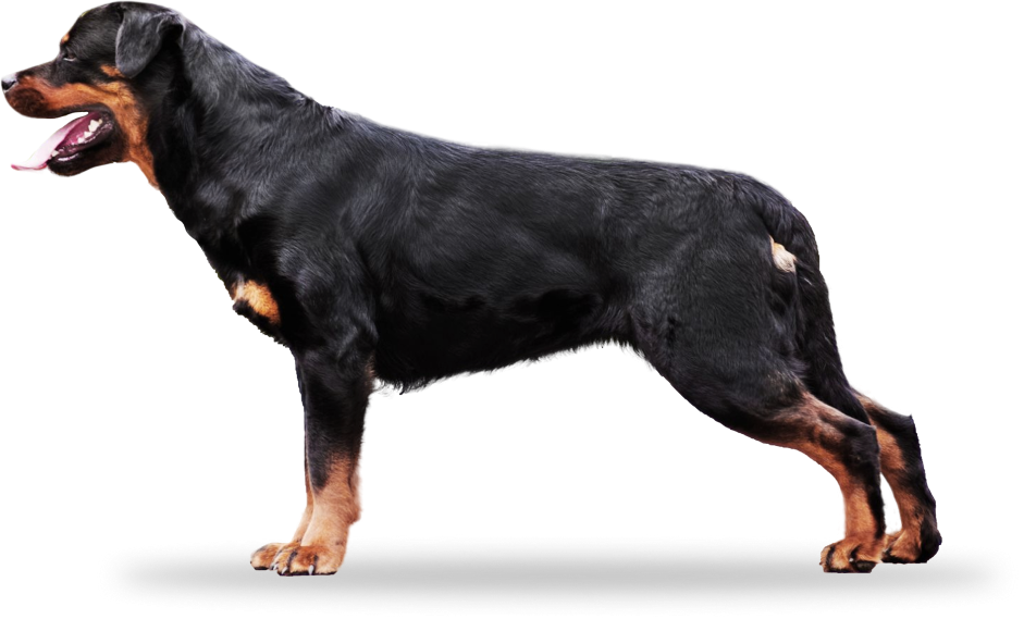 Raw Balance Dogfood photo 2