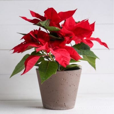 Minter Country Garden - Garden Centre & Florist photo 4