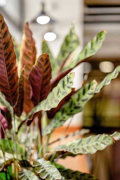 Minter Country Garden - Garden Centre & Florist