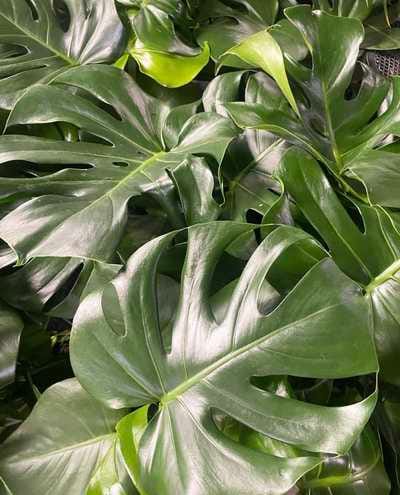 Minter Country Garden - Garden Centre & Florist photo 8