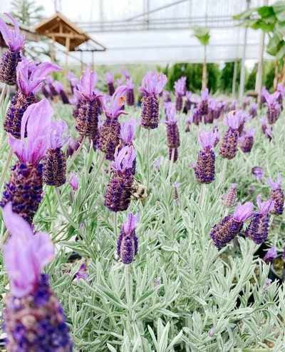 Minter Country Garden - Garden Centre & Florist photo 7
