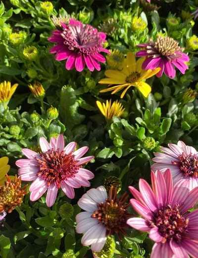 Minter Country Garden - Garden Centre & Florist photo 6