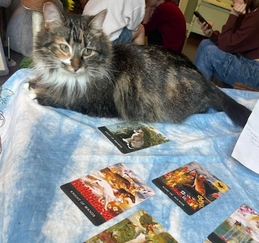 Catelowna Cat Cafe photo 5