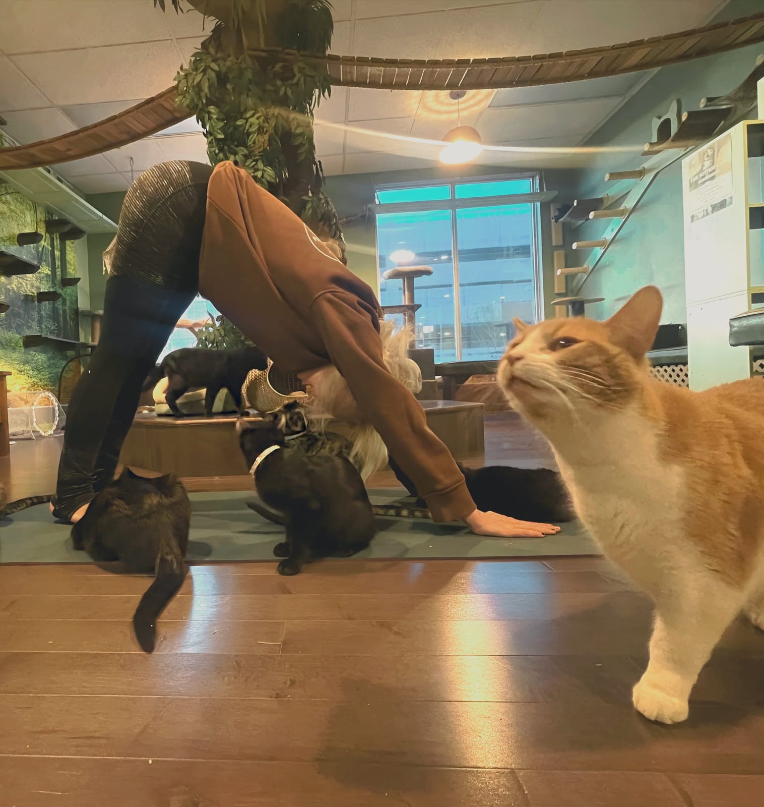 Catelowna Cat Cafe photo 7