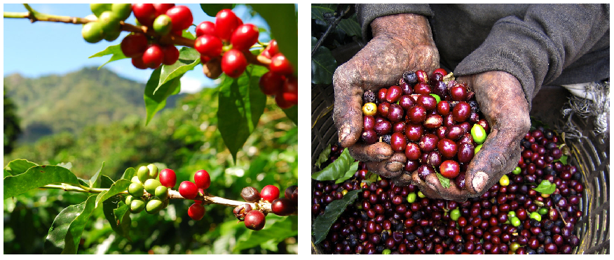 Café Plantation Inc photo 3