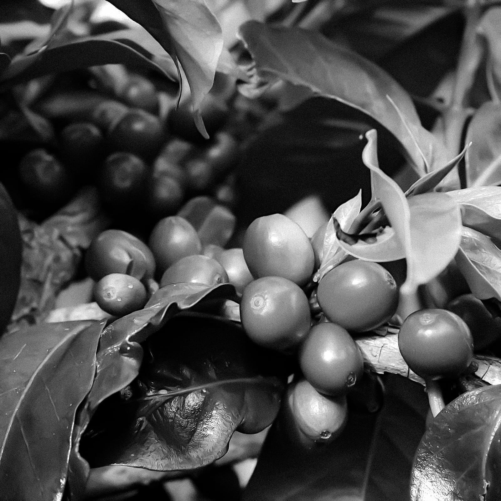 JJ Bean Coffee Roasters