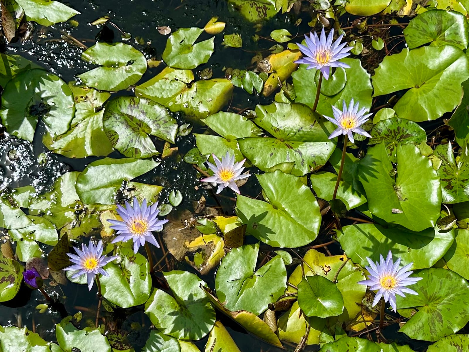 George Brown Darwin Botanic Gardens photo 2