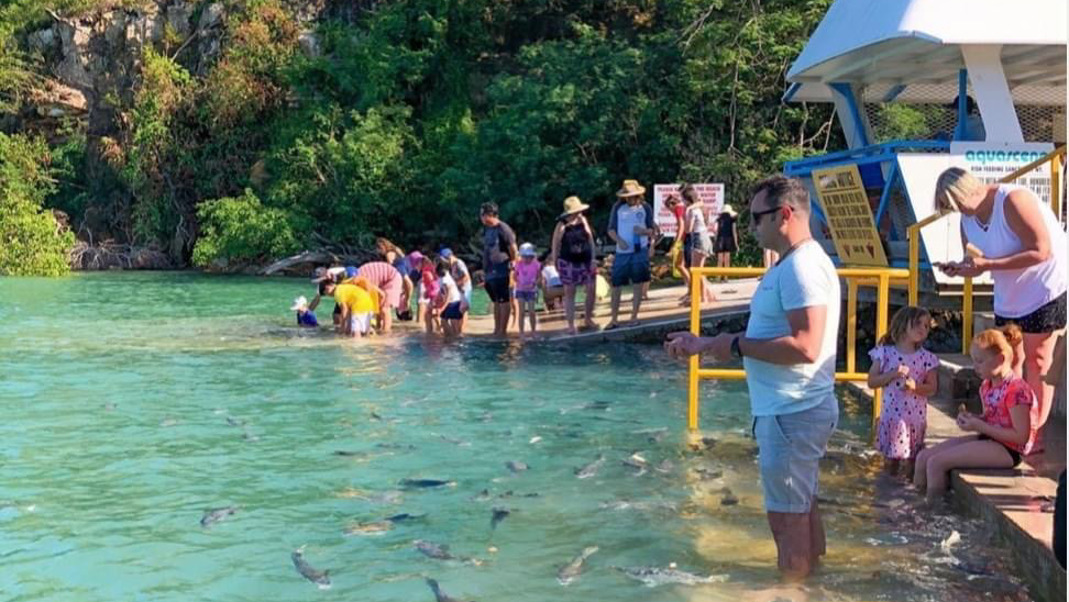 Aquascene Fish Feeding Sanctuary and Cafe