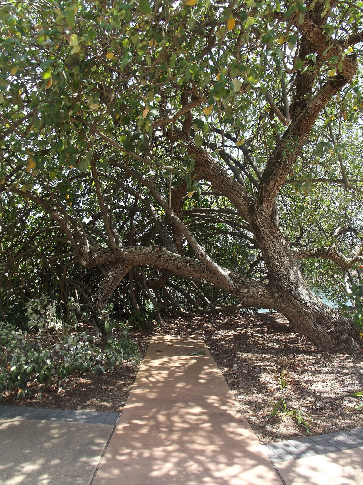 Lil Canteen Cotton Tree photo 2