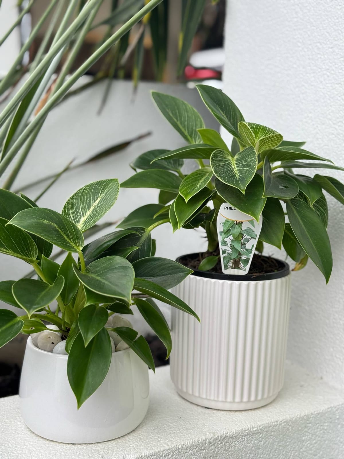 Botanical Style photo 2