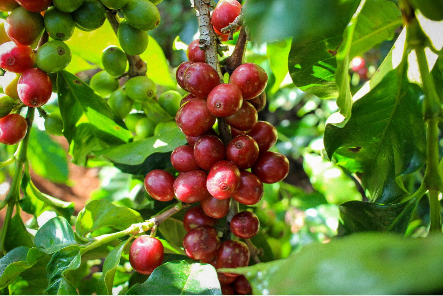 Pilgrim Coffee Roasters photo 6