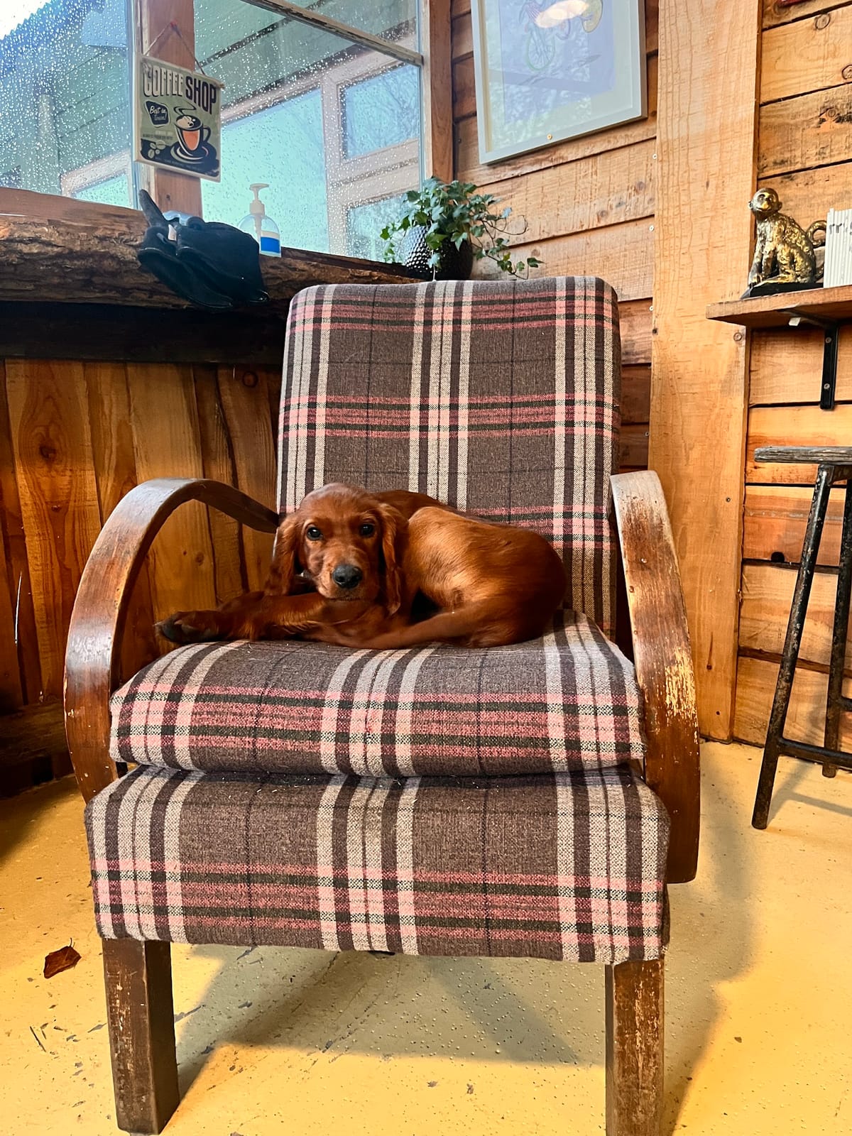 Ranchos dog friendly cafe