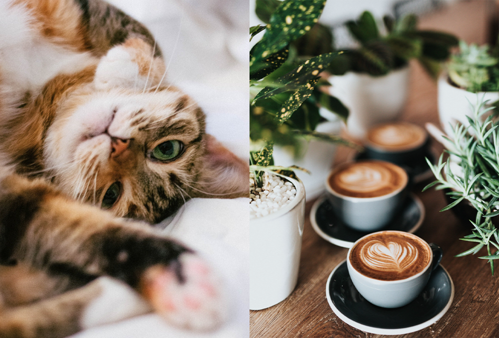 Purrista Cat Café photo 2