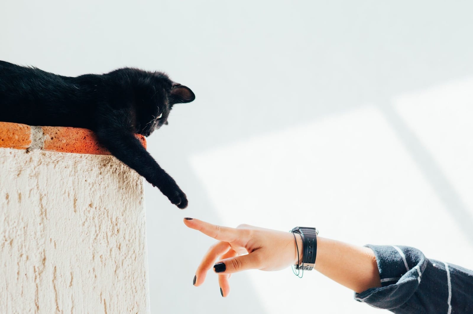 Purrista Cat Café photo 5