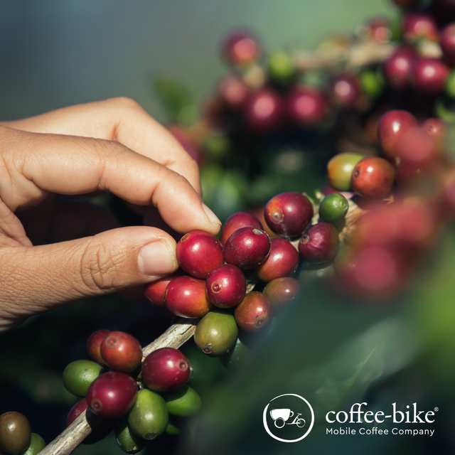 Coffee-bike photo 5