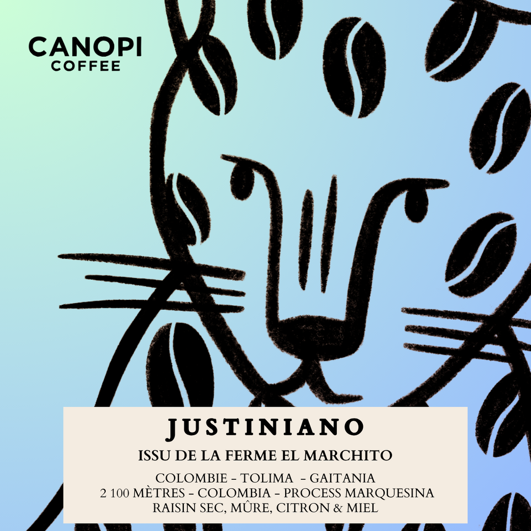 Canopi Coffee photo 4