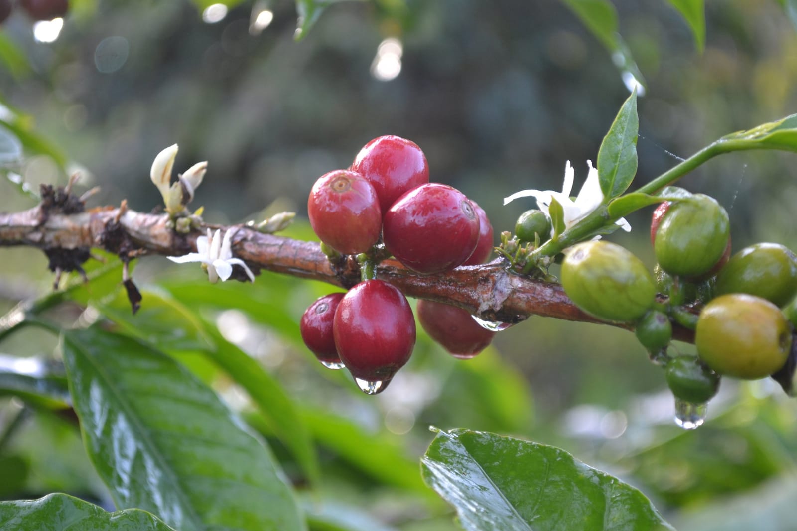 Florian's Coffee photo 2