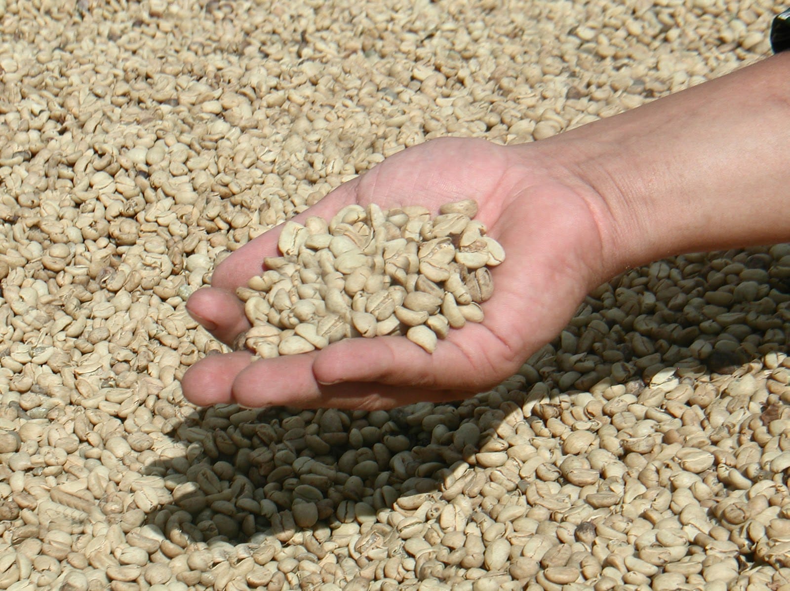 Mare Terra Coffee
