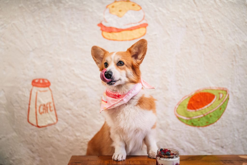 Corgi Cafe photo 2