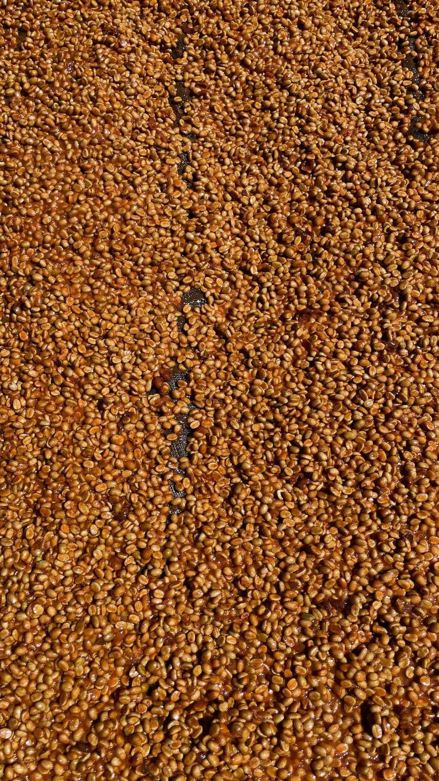 La Cherry Coffee Co. photo 7