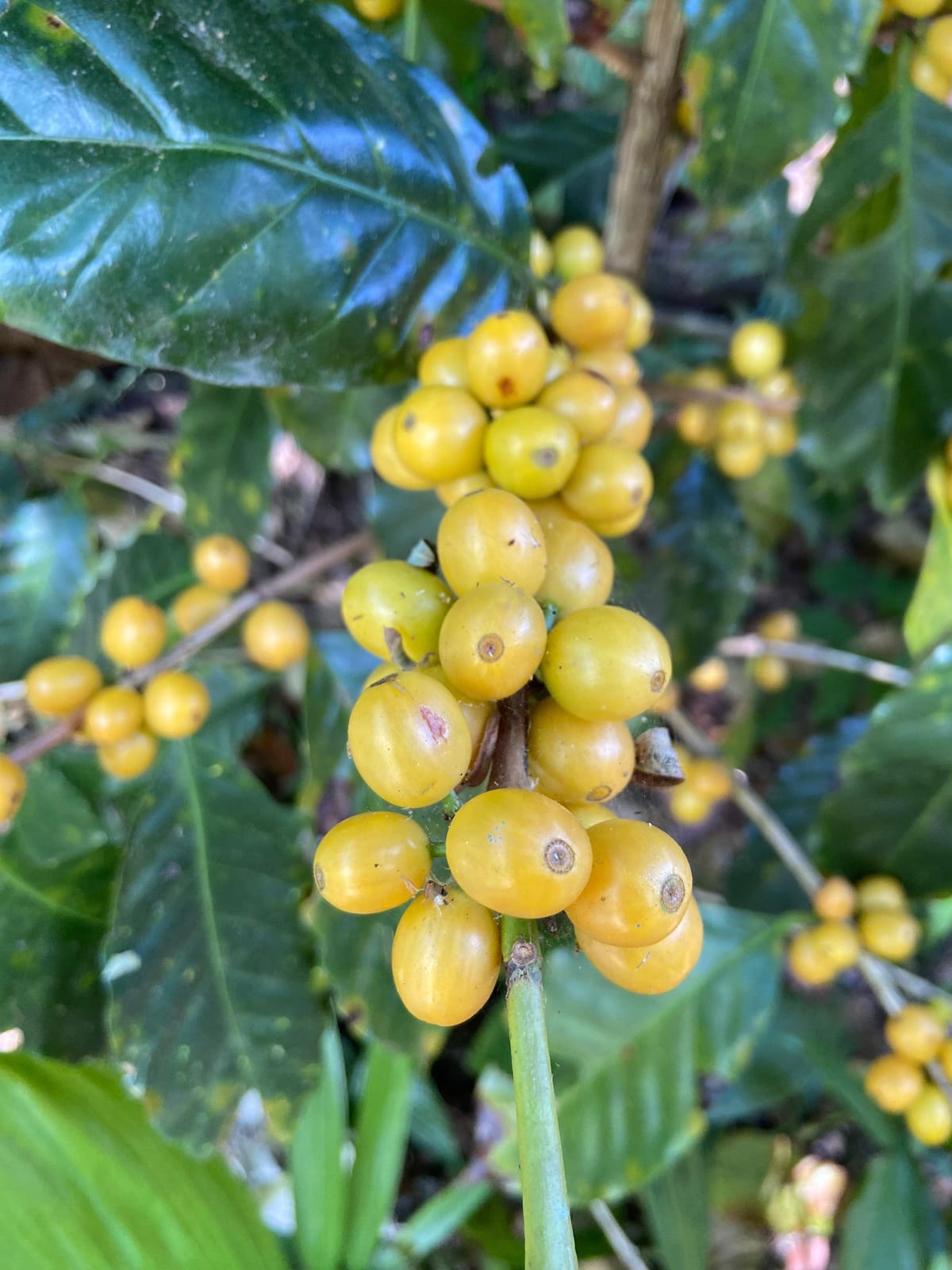 La Cherry Coffee Co. photo 5