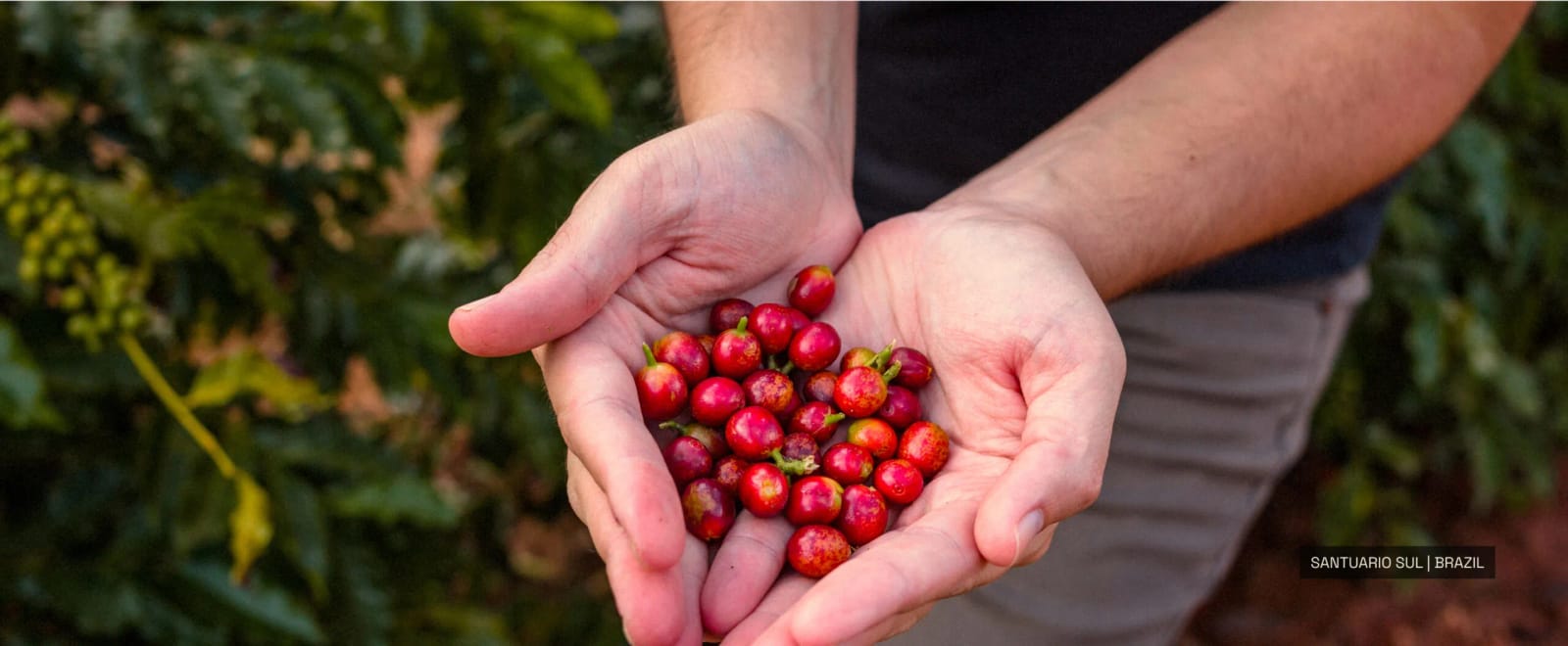 Sensorial Coffee Roasters photo 7