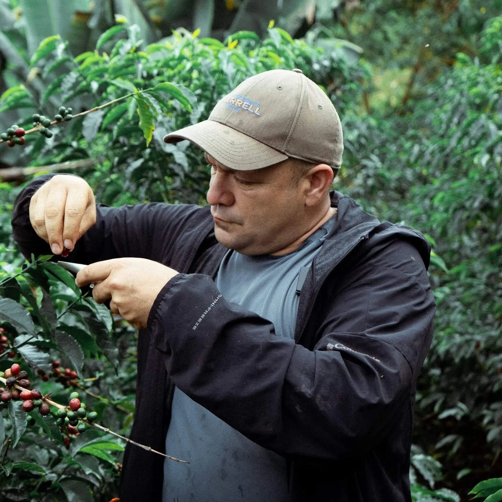 COLOMBINO Coffee
