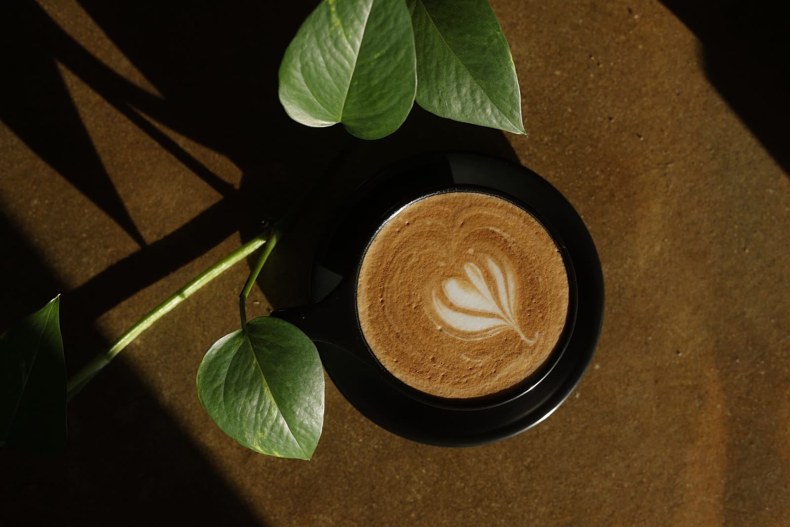 Evergreen Coffee Company photo 2