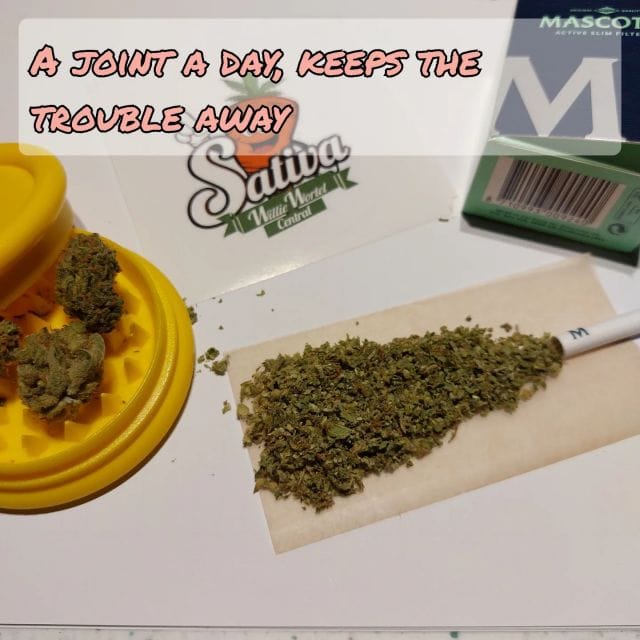 Coffeeshop Willie Wortel Sativa photo 2