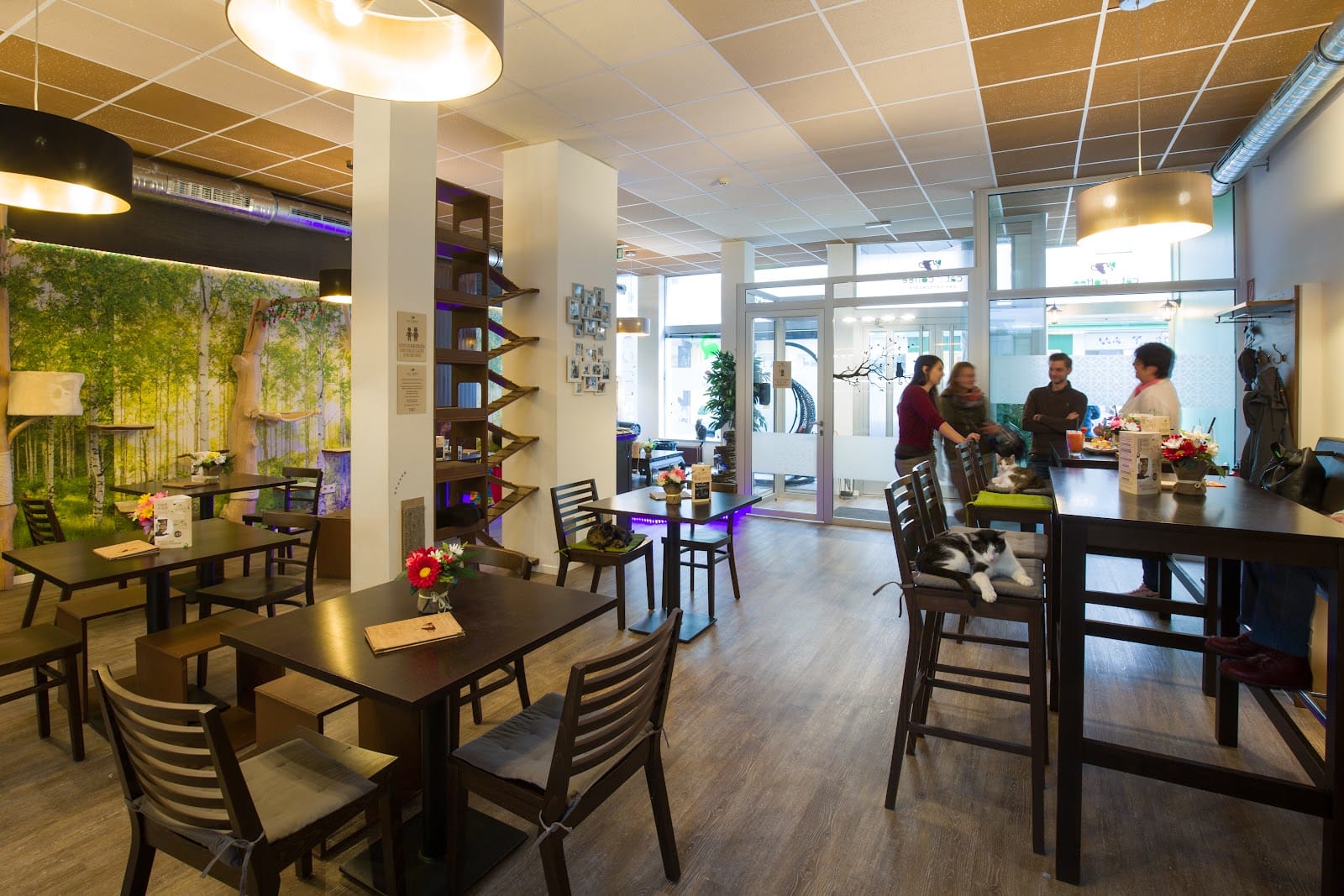 Das Katzencafé