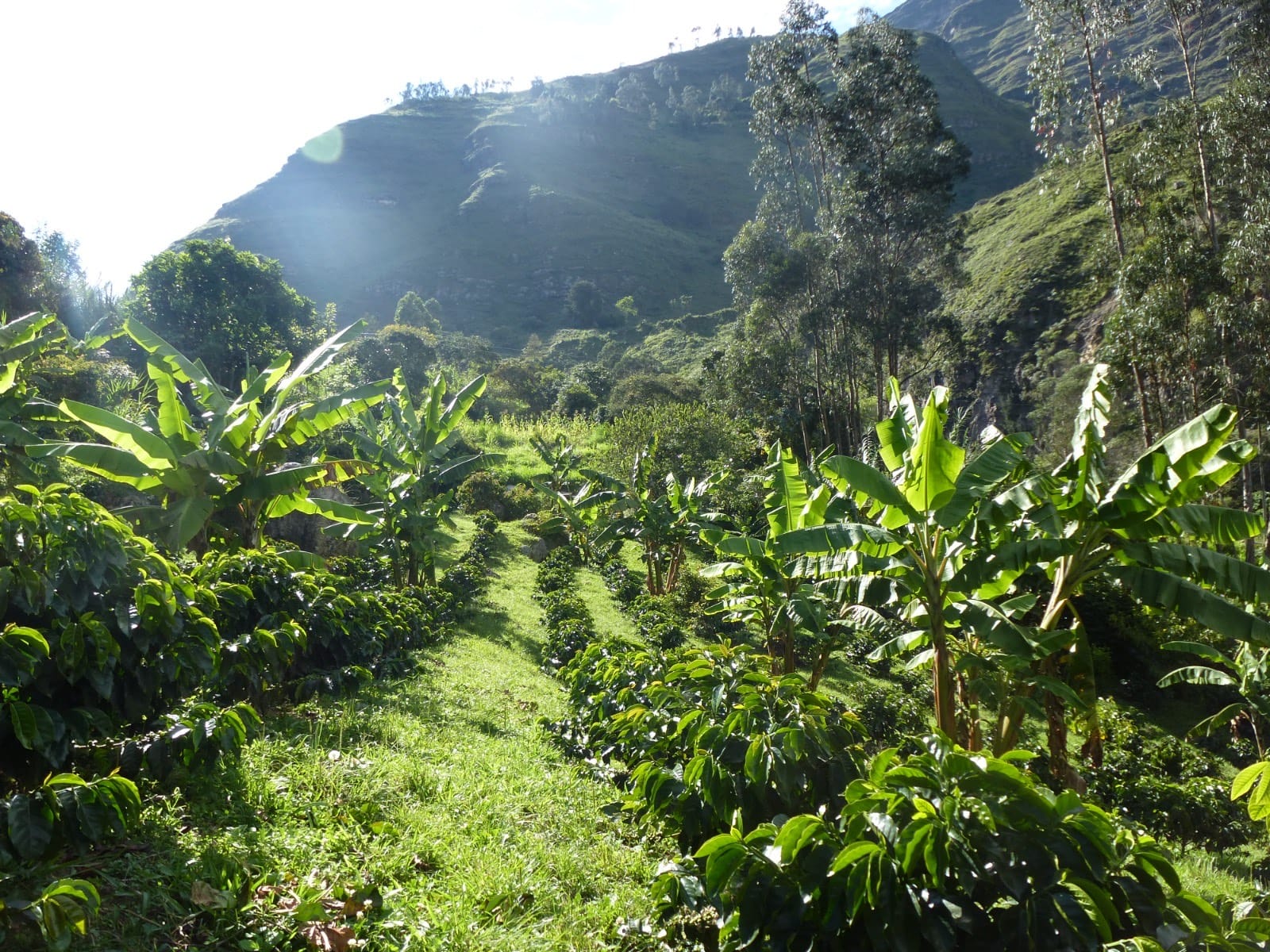 Don Joaco Coffee Pop-Up 1020 (Coffeefarm - CoffeeBike -CoffeeRoasters) photo 3