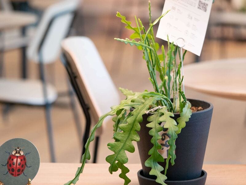 Coffee and Plants photo 7