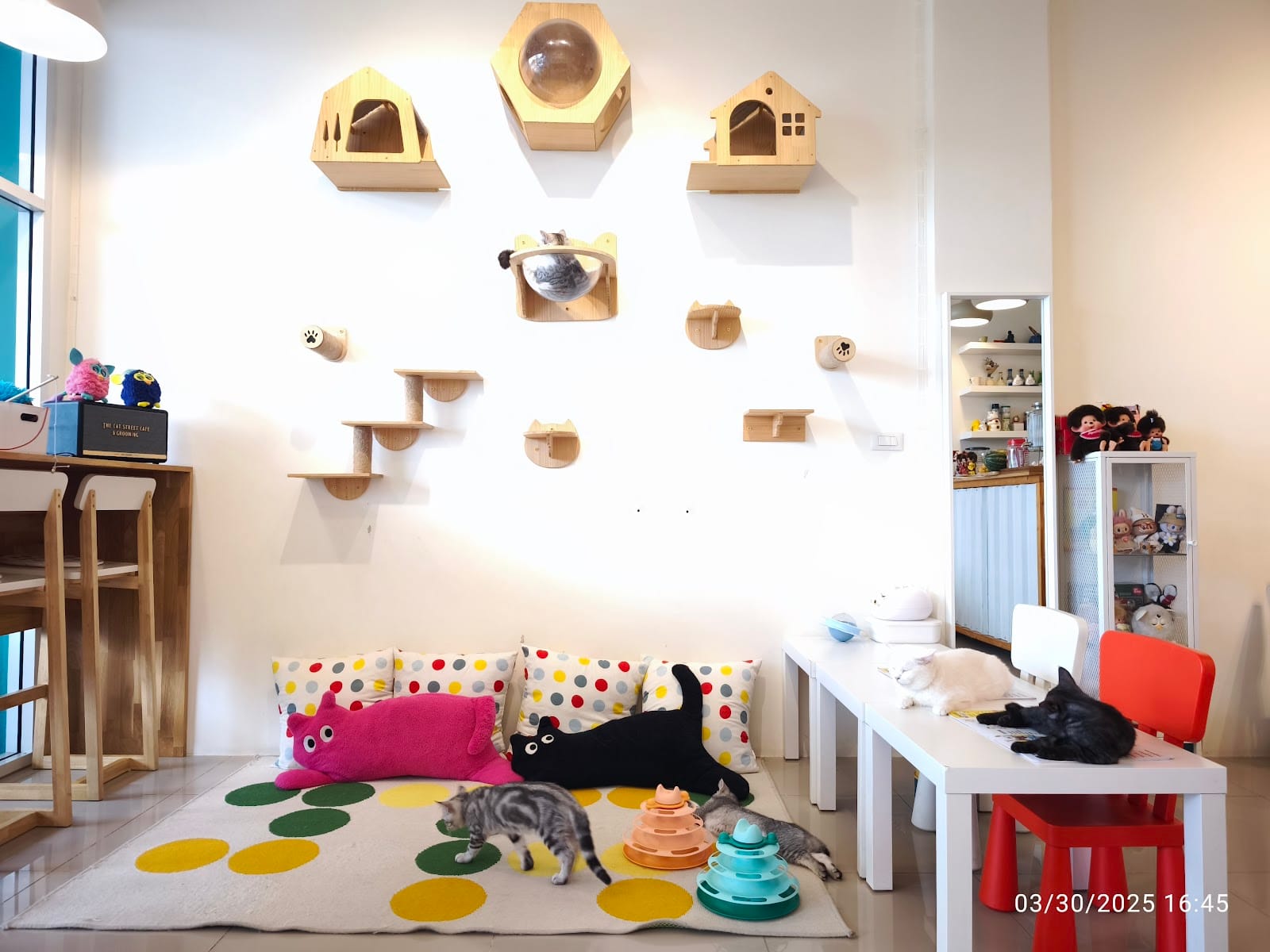 The Cat Street cafe & Grooming