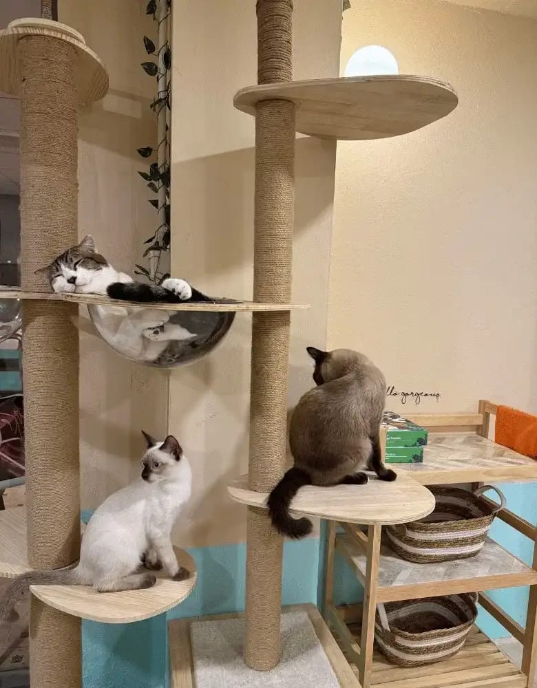 Siamese Cat Café – วิเชียรมาศ แคท คาเฟ่ photo 4