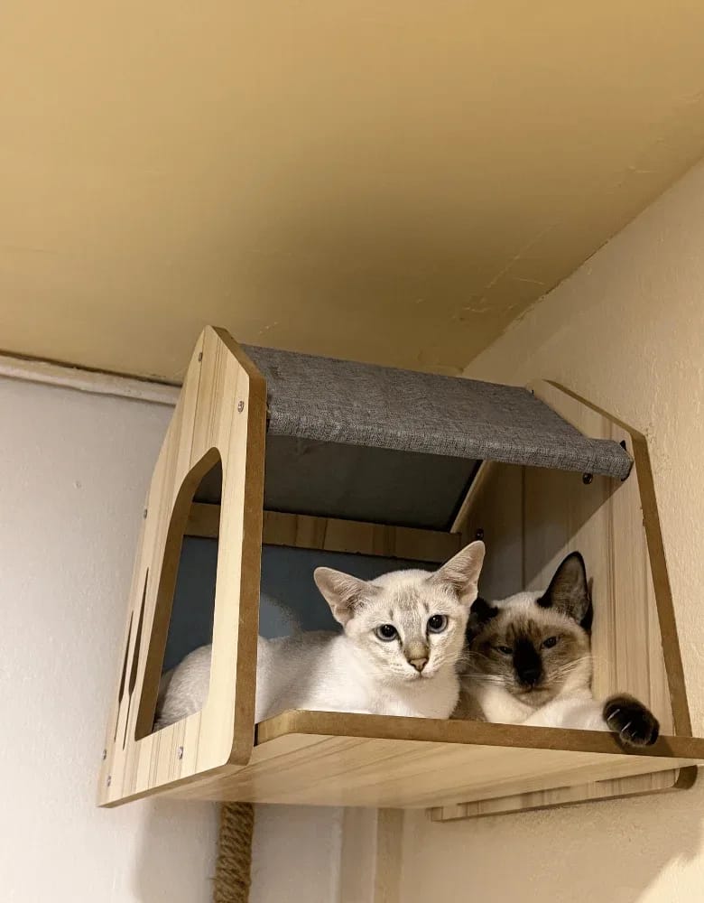 Siamese Cat Café – วิเชียรมาศ แคท คาเฟ่ photo 7