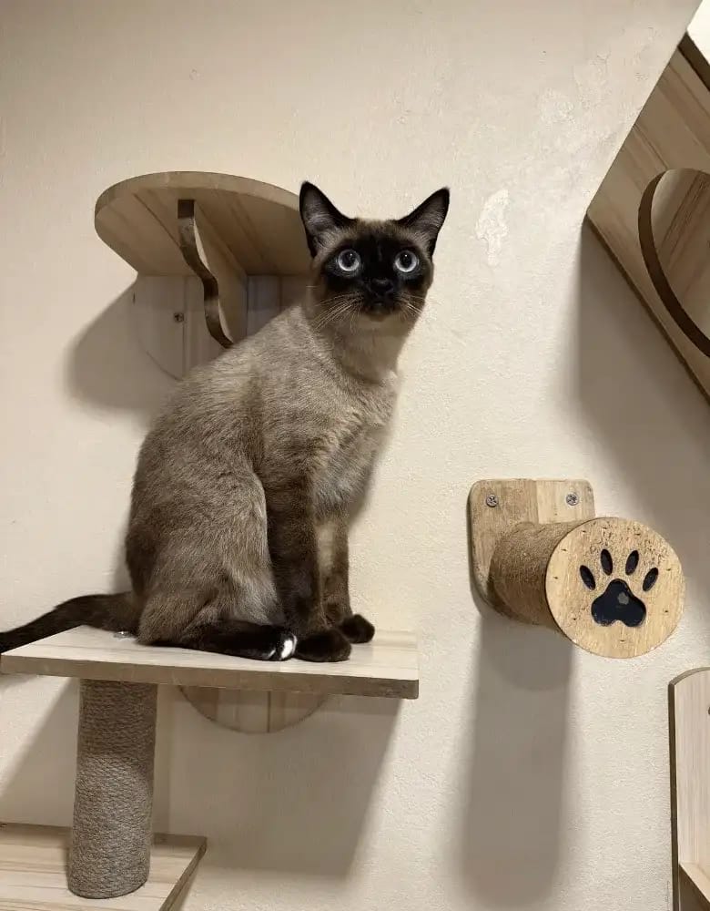 Siamese Cat Café – วิเชียรมาศ แคท คาเฟ่ photo 5