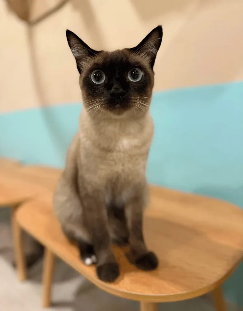 Siamese Cat Café – วิเชียรมาศ แคท คาเฟ่ photo 6