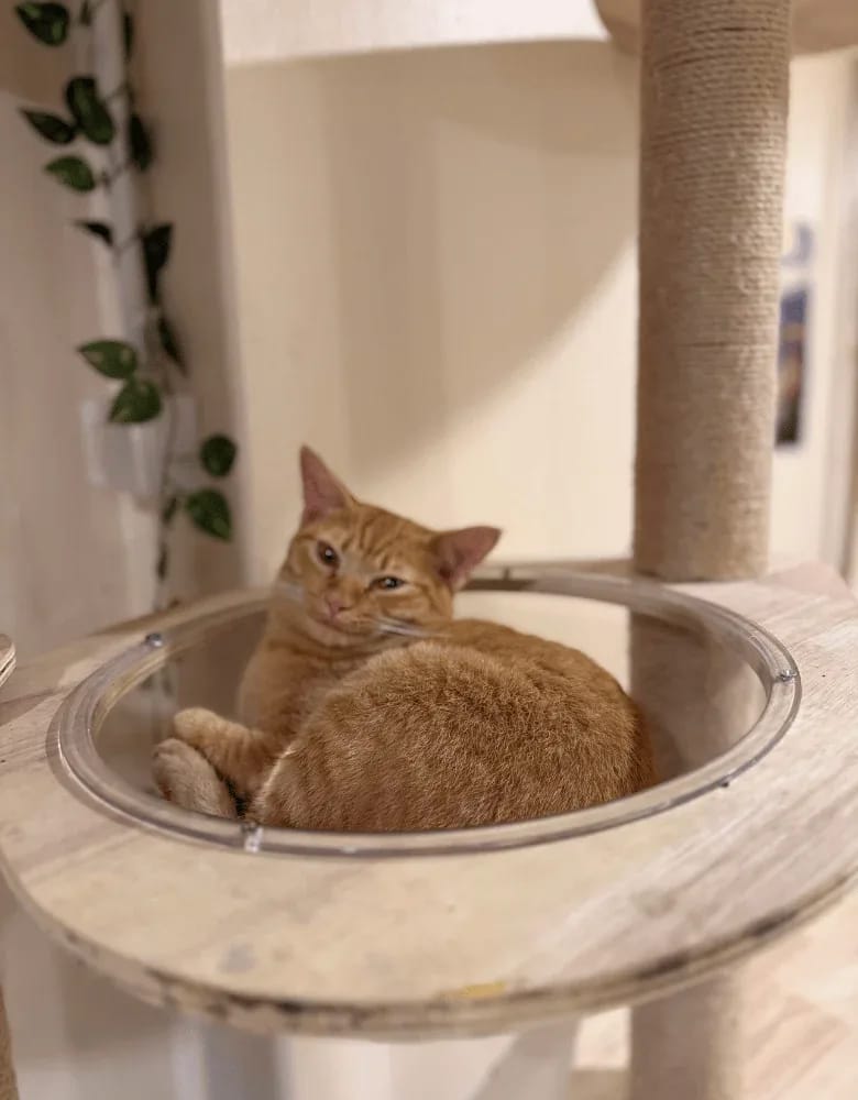 Siamese Cat Café – วิเชียรมาศ แคท คาเฟ่ photo 9