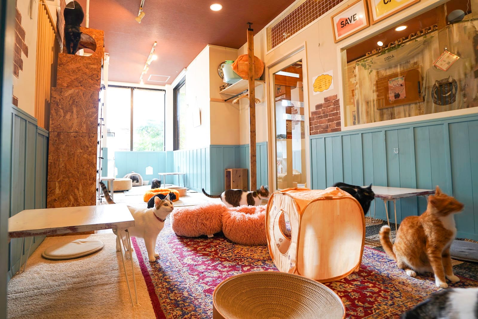 SAVE CAT CAFE